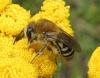 Colletes sp.